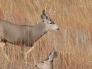 Nebraska Hunting Trip (November, 2005)