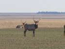 Nebraska Hunting Trip (November, 2006)