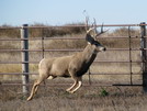Nebraska Hunting Trip (November, 2015)